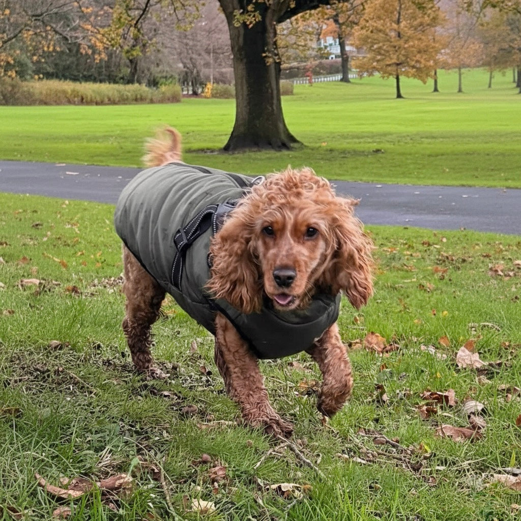 Harness Dog Jacket