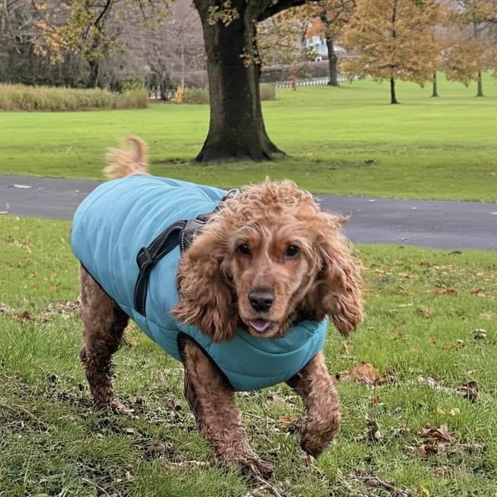 Harness Dog Jacket