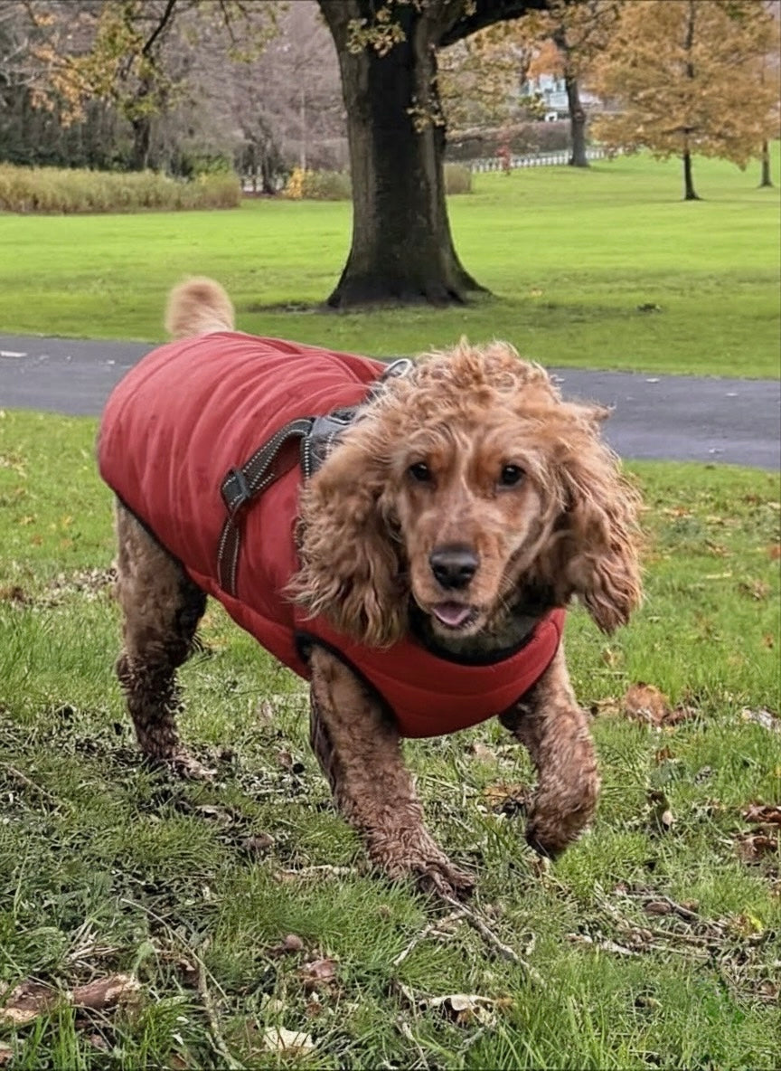 Harness Dog Jacket